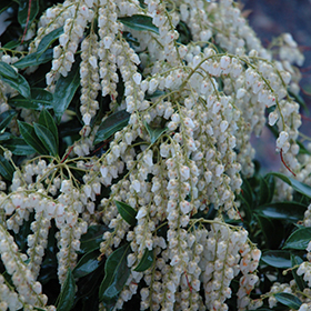 Plant Photo 1