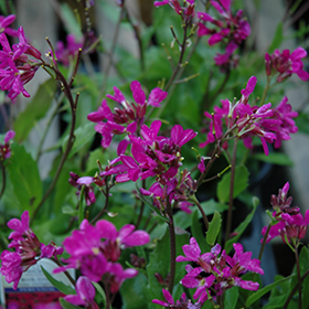 Plant Photo 7