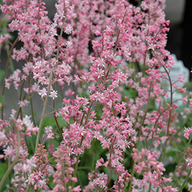 Plant Photo 10