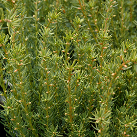 Plant Photo 10