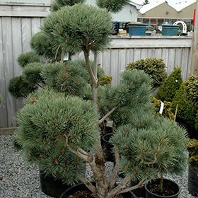 Plant Photo 6