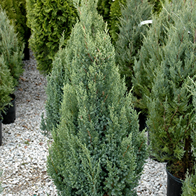 Plant Photo 9