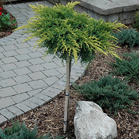 Plant Photo 1