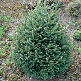 Plant Photo 6
