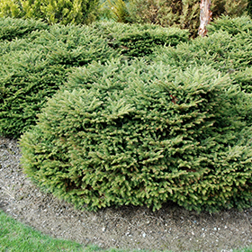 Plant Photo 1