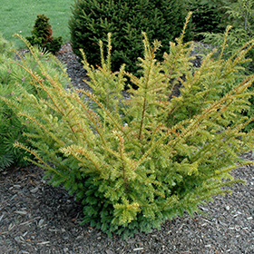 Plant Photo 1