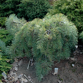 Plant Photo 10