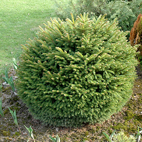 Plant Photo 7