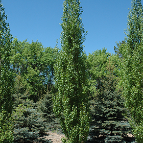 Plant Photo 7
