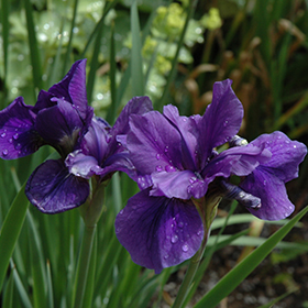 Plant Photo 10