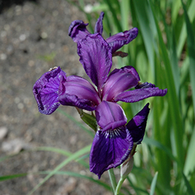 Plant Photo 7