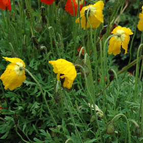 Plant Photo 5