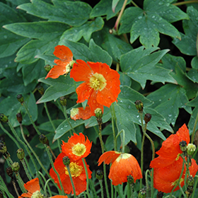 Plant Photo 3