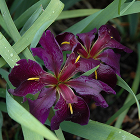 Plant Photo 2