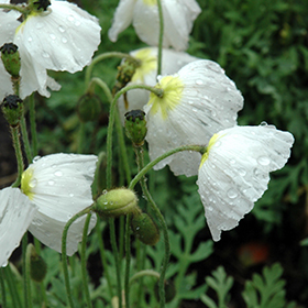 Plant Photo 4