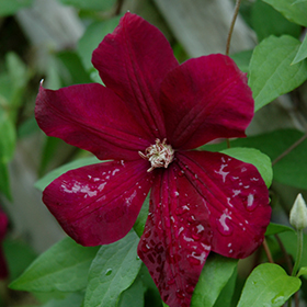 Plant Photo 4