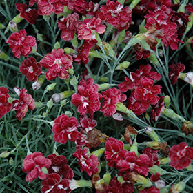 Plant Photo 9