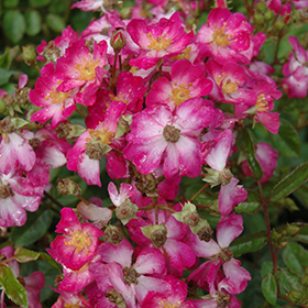 Plant Photo 4