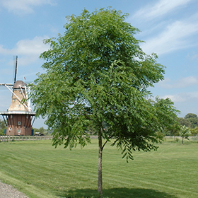 Deciduous Tree Photo