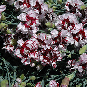 Plant Photo 2