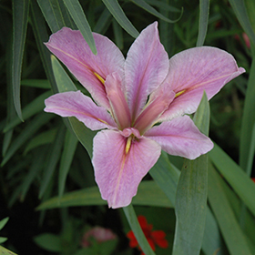 Plant Photo 9