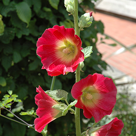 Plant Photo 3