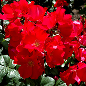 Plant Photo 9