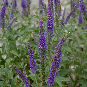 Plant Photo 7