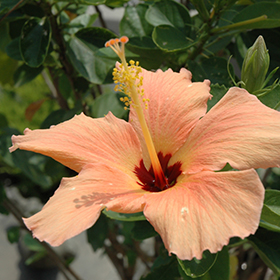 Plant Photo 7