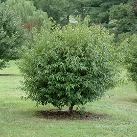 Plant Photo 1