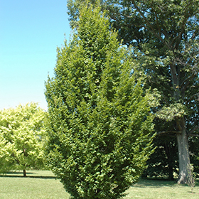 Plant Photo 9