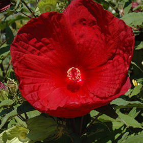 Plant Photo 1