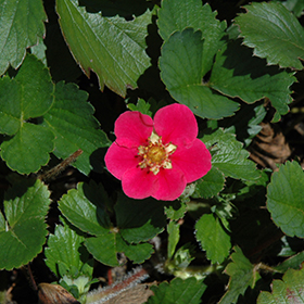 Plant Photo 3