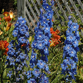 Plant Photo 1