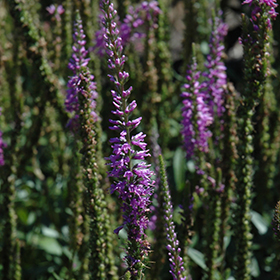 Plant Photo 6