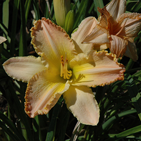 Plant Photo 7