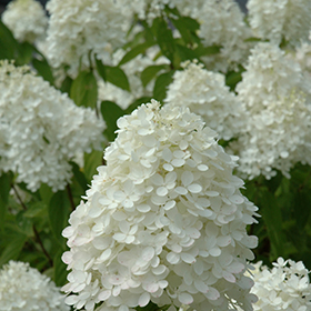 Plant Photo 6
