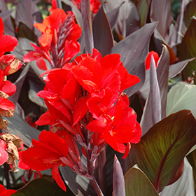 Plant Photo 7