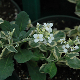 Plant Photo 2