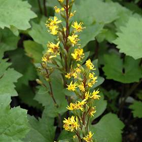 Plant Photo 4