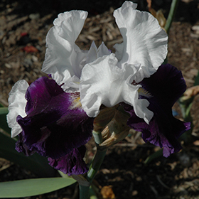Plant Photo 6