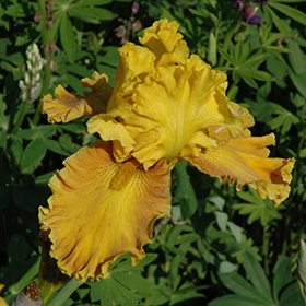 Plant Photo 3