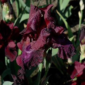 Plant Photo 1