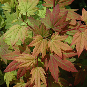 Plant Photo 9