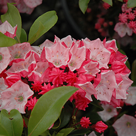 Plant Photo 4