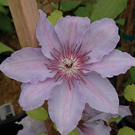 Plant Photo 8