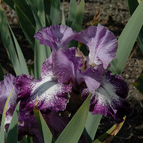Plant Photo 4