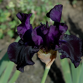 Plant Photo 1