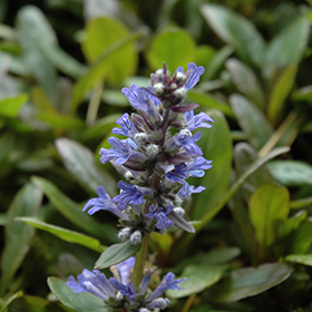 Plant Photo 6