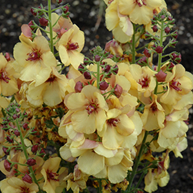 Plant Photo 4